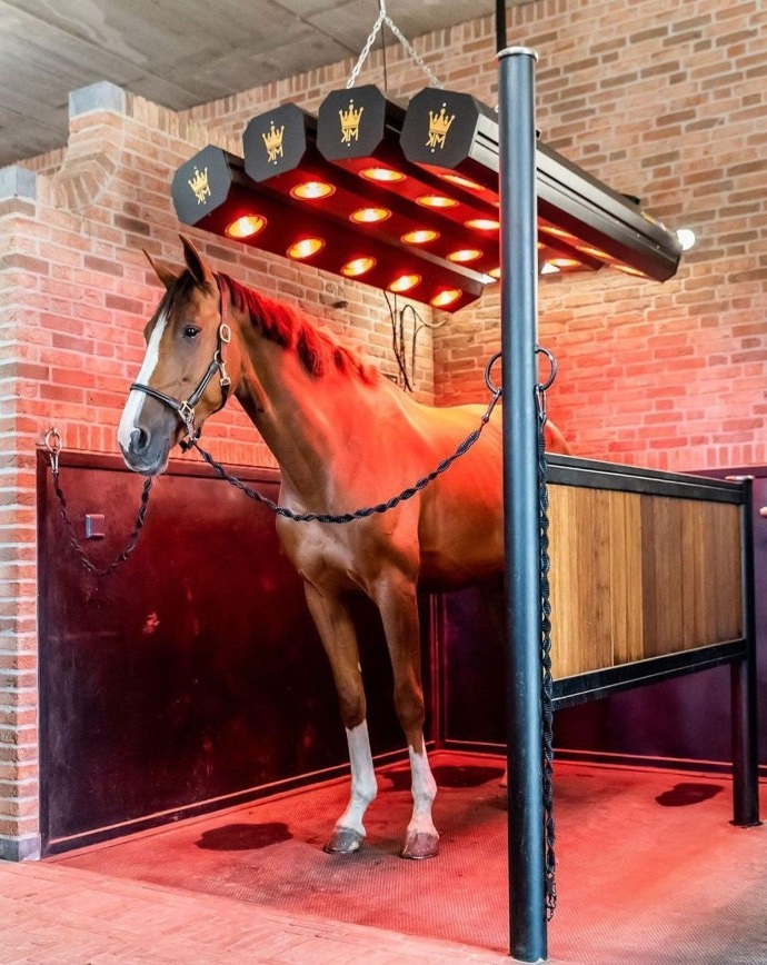 سولاريوم الخيل - استرخاء العضلات